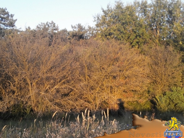 Керчанка обеспокоена гибелью деревьев в городе и его окрестностях - «Керчь»