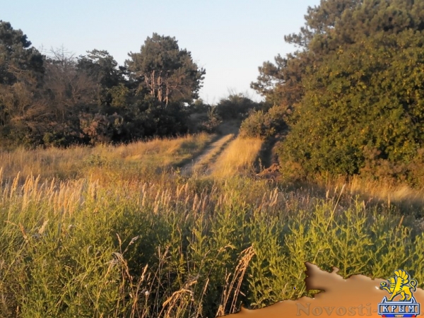 Керчанка обеспокоена гибелью деревьев в городе и его окрестностях - «Керчь»