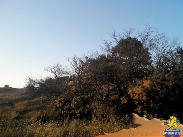 Керчанка обеспокоена гибелью деревьев в городе и его окрестностях - «Керчь»