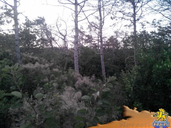 Керчанка обеспокоена гибелью деревьев в городе и его окрестностях - «Керчь»