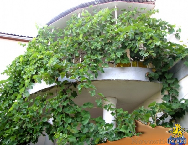 Отдых в Коктебеле. Гостевой дом в Коктебеле у подножья Кара-Дага Отдых в Крыму 2016 - жильё в Крыму без посредников - «Отдых в Коктебеле» Отдых в Коктебеле. Гостевой дом в Коктебеле у подножья Кара-Дага Отдых в Крыму 2016 - жильё в Крыму без посредников - «Отдых в Коктебеле»