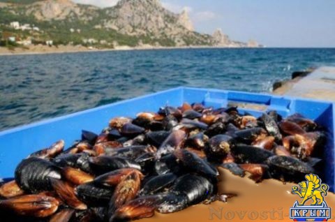 В Крыму за полгода вырастили 39 тонн мидий и устриц - «Экономика» В Крыму за полгода вырастили 39 тонн мидий и устриц - «Экономика»