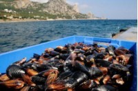 Крымских фермеров обещают «завалить деньгами» - «Новости Крыма»