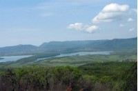 В Симферопольском районе хотят пересадить несколько километров сосен - «Новости Крыма»