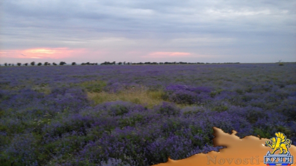Отдых в Севастополе. Обрести душевное равновесие и вдохновение в тихом месте у моря п. Андреевка с комфортом недорого Отдых в Крыму 2016 - жильё в Крыму без посредников - «Отдых в Севастополе» Отдых в Севастополе. Обрести душевное равновесие и вдохновение в тихом месте у моря п. Андреевка с комфортом недорого Отдых в Крыму 2016 - жильё в Крыму без посредников - «Отдых в Севастополе»