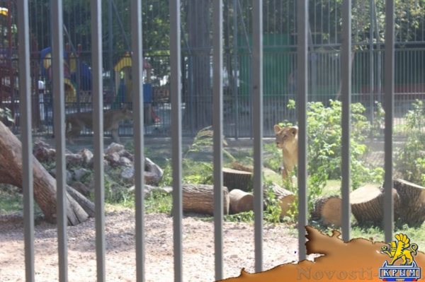 В Детском парке Симферополя появился новый вольер для прайда львов (ФОТО) - «Симферополь»
