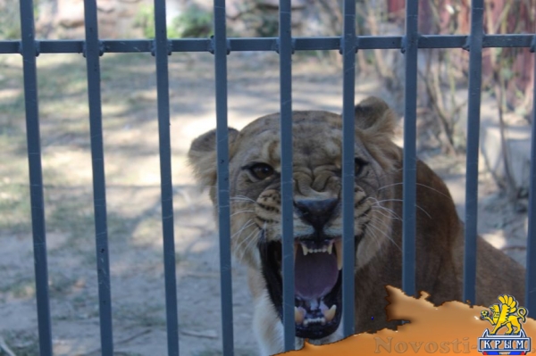 В Детском парке Симферополя появился новый вольер для прайда львов (ФОТО) - «Симферополь»