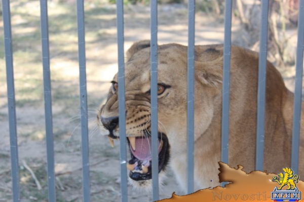 В Детском парке Симферополя появился новый вольер для прайда львов (ФОТО) - «Симферополь»