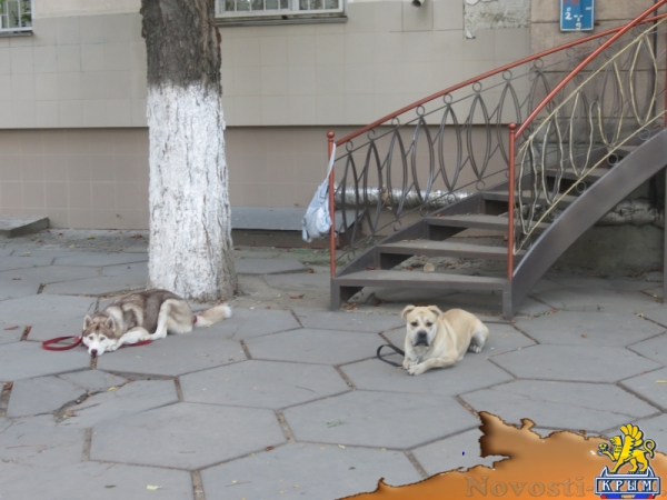 В ходе осеннего литературного фестиваля «КрымБукФест-2016» в центре Симферополе прошла культурно-просветительская акция «БиблиоСквер; книга, культура, досуг» (ФОТО) - «Общество Крыма»