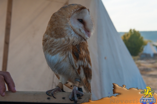 На Федюхиных высотах сошлись римские легионеры, русские дружинники и советские воины с БРМД (ФОТОРЕПОРТАЖ) - «Общество Крыма»