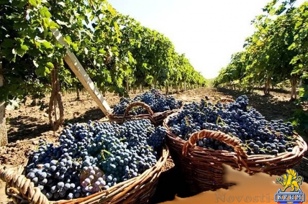 От гербария до виноградолечения - «Экономика Крыма»