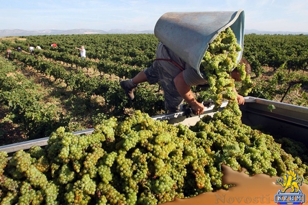 От гербария до виноградолечения - «Экономика Крыма»