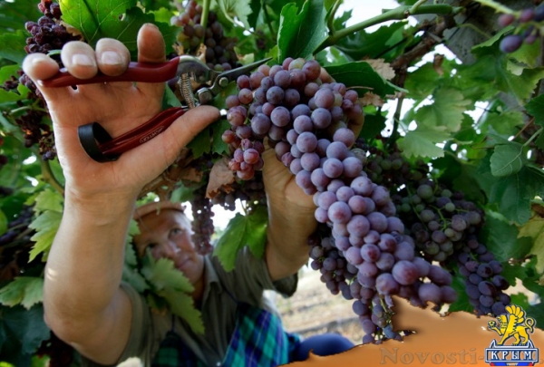 От гербария до виноградолечения - «Экономика Крыма»