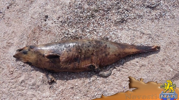 На берегу Азовского моря обнаружили мертвых дельфинов - «Керчь»