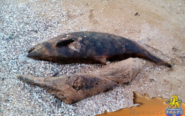 На берегу Азовского моря обнаружили мертвых дельфинов - «Керчь»