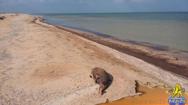 На берегу Азовского моря обнаружили мертвых дельфинов - «Керчь»