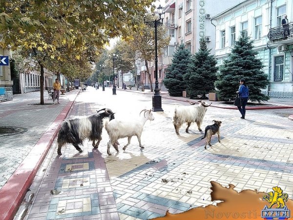 Из керченского цирка сбежали козлы - «Керчь»