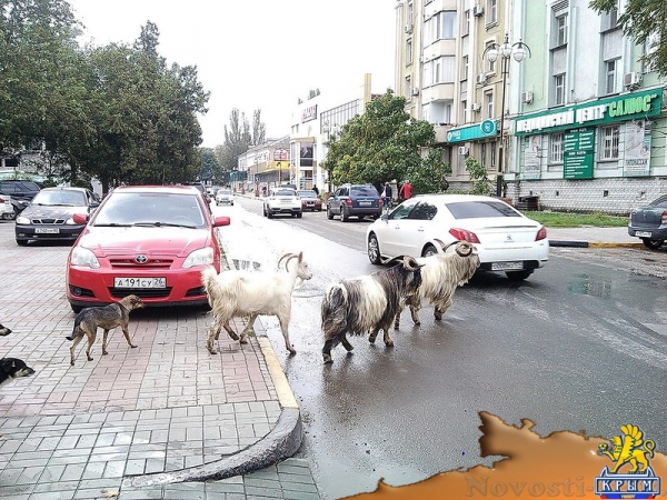 Из керченского цирка сбежали козлы - «Керчь»