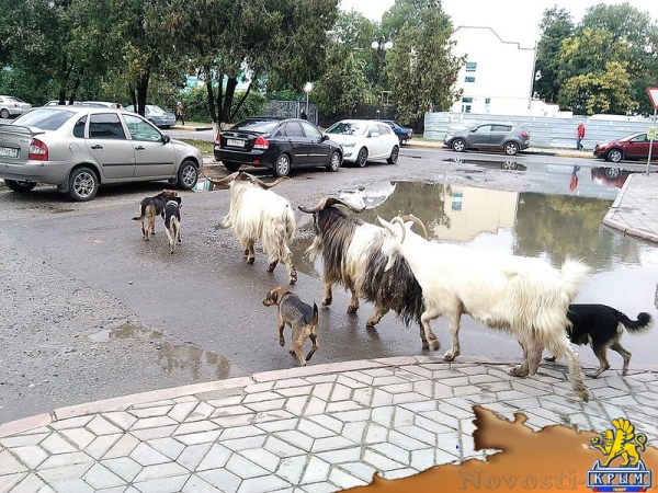 Из керченского цирка сбежали козлы - «Керчь»