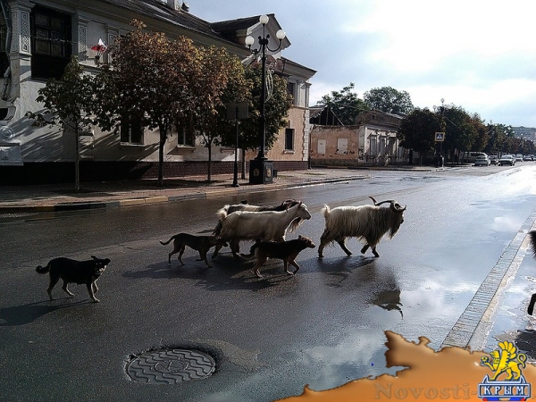 Из керченского цирка сбежали козлы - «Керчь»