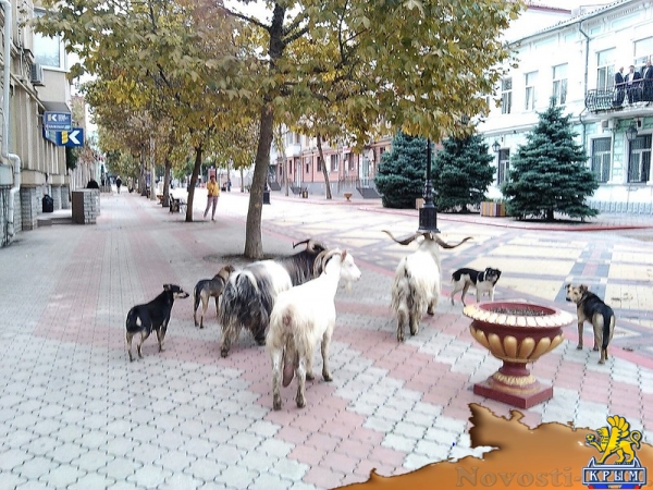 Из керченского цирка сбежали козлы - «Керчь»