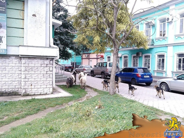 Из керченского цирка сбежали козлы - «Керчь»