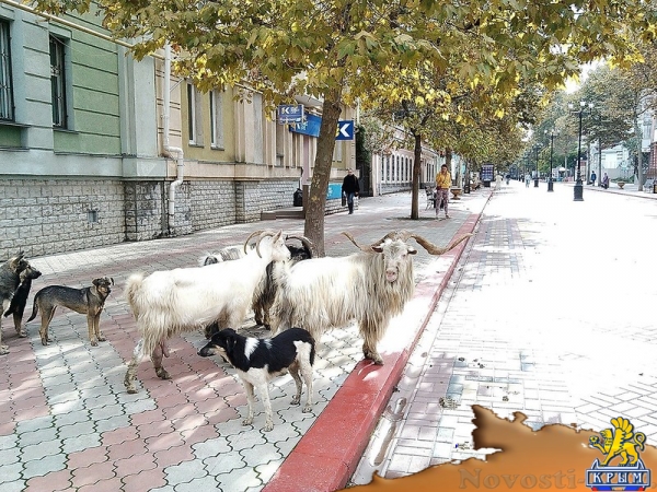 Из керченского цирка сбежали козлы - «Керчь»