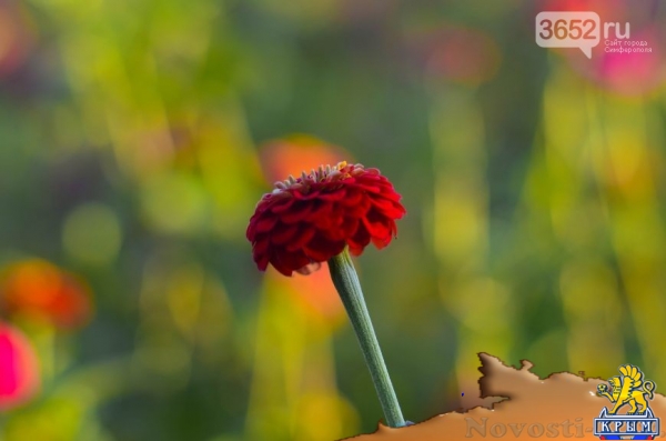Осенний ботанический сад им. Н.В. Багрова (ФОТО) - «Симферополь»