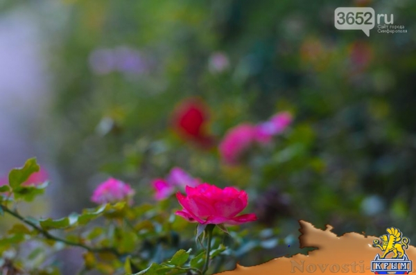 Осенний ботанический сад им. Н.В. Багрова (ФОТО) - «Симферополь»