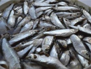 Рыбу большую и малую ловят в море 260 крымских рыбодобывающих предприятия - «Экономика» Рыбу большую и малую ловят в море 260 крымских рыбодобывающих предприятия - «Экономика»