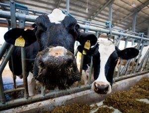 Государство компенсирует фермерам затраты на развитие животноводства  - «Экономика»