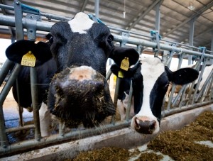 Государство компенсирует фермерам затраты на развитие животноводства     - «Экономика Крыма»
