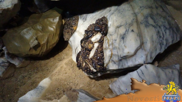 Геннадий Самохин: Крым вошел в большую научно-исследовательскую семью России - «Интервью»