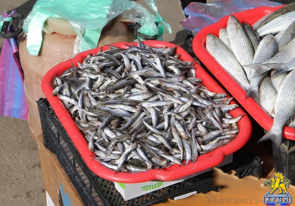 На прошлогодней хамсе продолжают спекулировать - «Керчь»