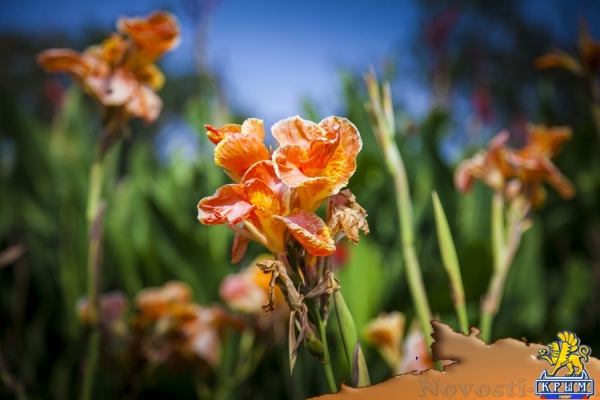 Анна Репецкая: «Он подарил городу сад» - «Интервью»