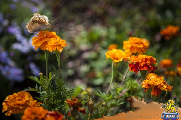 Анна Репецкая: «Он подарил городу сад» - «Интервью»