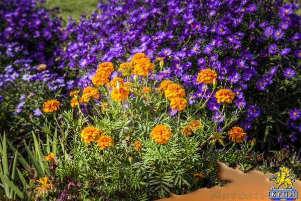 Анна Репецкая: «Он подарил городу сад» - «Интервью»