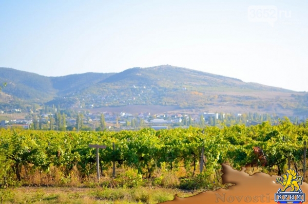 Достопримечательности Крыма: как выглядят виноградники осенью - «Симферополь»