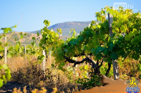 Достопримечательности Крыма: как выглядят виноградники осенью - «Симферополь»