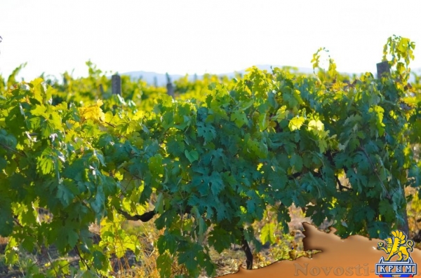 Достопримечательности Крыма: как выглядят виноградники осенью - «Симферополь»