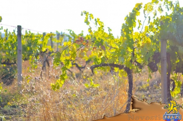 Достопримечательности Крыма: как выглядят виноградники осенью - «Симферополь»