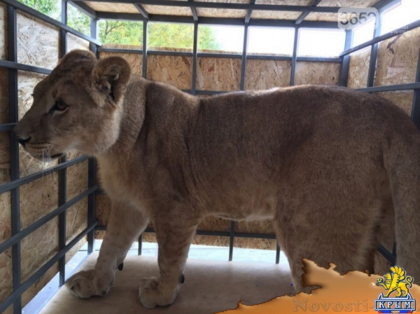 Молодую львицу Лолу из Челябинской области доставили в Крым (ФОТОФАКТ) - «Симферополь» Молодую львицу Лолу из Челябинской области доставили в Крым (ФОТОФАКТ) - «Симферополь»