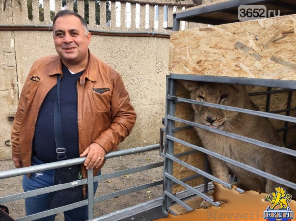Молодую львицу Лолу из Челябинской области доставили в Крым (ФОТОФАКТ) - «Симферополь» Молодую львицу Лолу из Челябинской области доставили в Крым (ФОТОФАКТ) - «Симферополь»