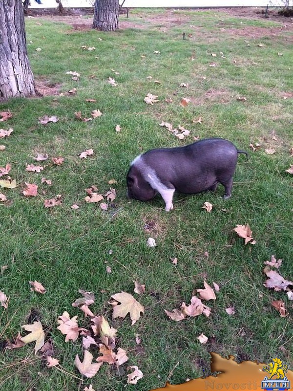 Обезьянка выгуливает свинку. Как гуляют свиньи