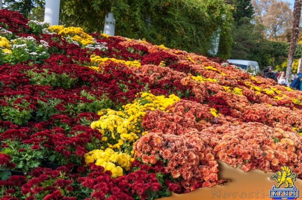«Очей очарованье»: в Никитском ботаническом саду открыли Бал хризантем (ФОТОРЕПОРТАЖ) - «Общество Крыма»