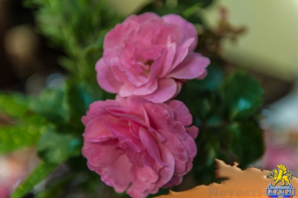 «Очей очарованье»: в Никитском ботаническом саду открыли Бал хризантем (ФОТОРЕПОРТАЖ) - «Общество Крыма»