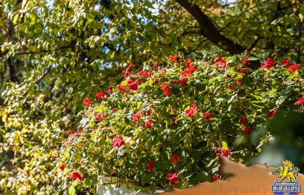 «Очей очарованье»: в Никитском ботаническом саду открыли Бал хризантем (ФОТОРЕПОРТАЖ) - «Общество Крыма»