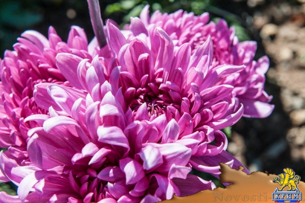 «Очей очарованье»: в Никитском ботаническом саду открыли Бал хризантем (ФОТОРЕПОРТАЖ) - «Общество Крыма»