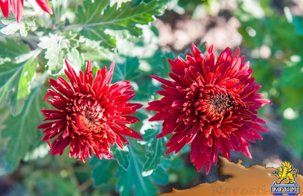 «Очей очарованье»: в Никитском ботаническом саду открыли Бал хризантем (ФОТОРЕПОРТАЖ) - «Общество Крыма»