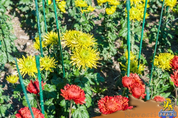 «Очей очарованье»: в Никитском ботаническом саду открыли Бал хризантем (ФОТОРЕПОРТАЖ) - «Общество Крыма»